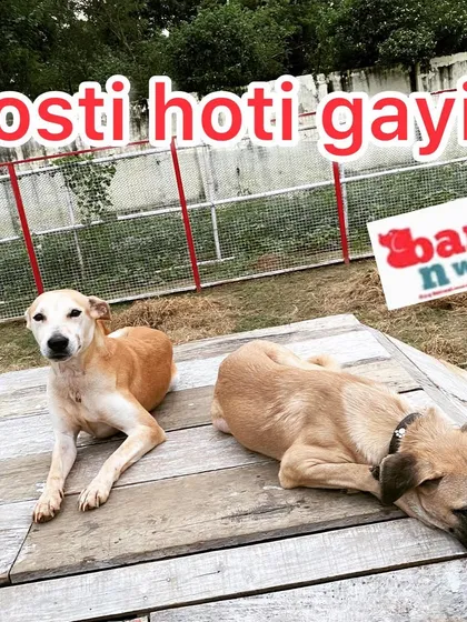A friendship begins. These two indie dogs found a quiet spot to relax together after a long play session.