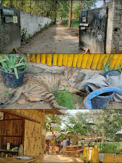 A glimpse of life at our Amarkanan farm: the rustic entrance, our resident cat enjoying the sun, and the beautiful bamboo-covered cafe. It's a peaceful escape for everyone.