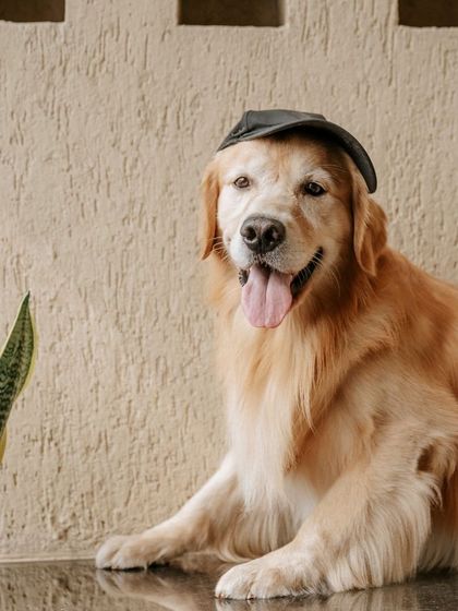 WoofWoof Stories - Pet & Family Photography Dressed to Impress photo 4