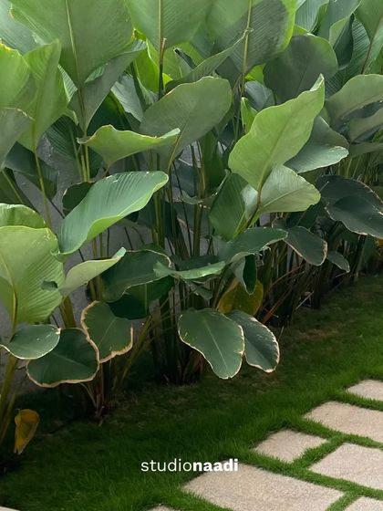 A close-up of the plant palette used at Saritha Splendor. The layering of different leaf shapes, sizes, and colors, such as Calathea and variegated grasses, creates a rich, textured, and visually appealing softscape.