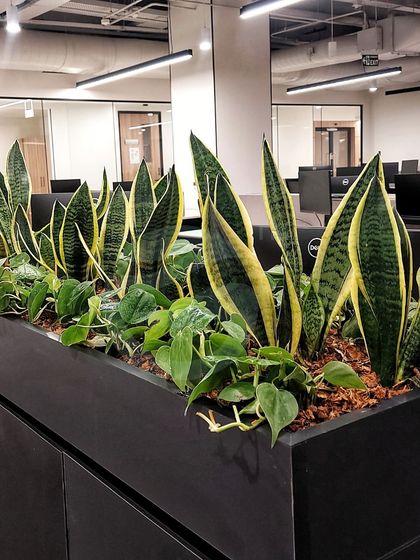 We believe in functional beauty. This long planter, filled with air-purifying Snake Plants and Pothos, sits perfectly atop office cabinets, adding a line of vibrant green that divides the space without taking up any floor area.