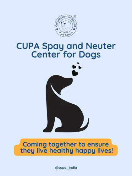 Cupa - Spay/Neuter & Animal Birth Control Our Dog Sterilization Program photo 18