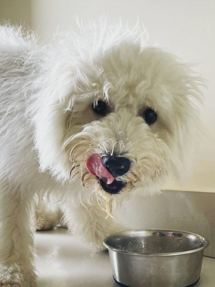 We Care Pet Creche - Home Dog Boarding Our Adorable Guests photo 14