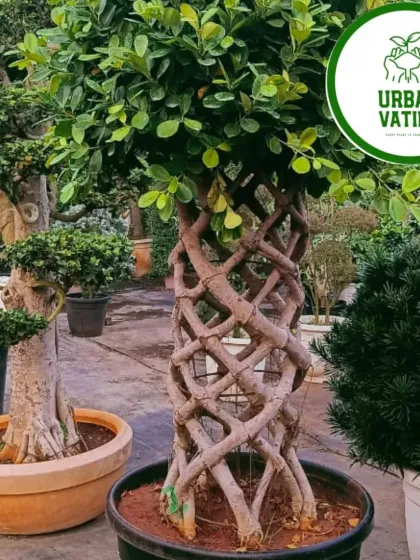 This intricately shaped Ficus Bonsai is a piece of living art, showcasing the skill and patience that goes into creating these miniature masterpieces.