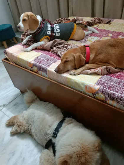 A peaceful moment with a Beagle, a Labrador, and a Chow Chow mix all resting together in the same room. This shows how calm and relaxed the environment is.