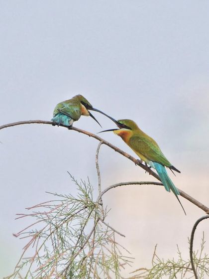 Another shot of the Blue-tailed Bee-eaters' interaction, showing their agility and the delicate way they connect.