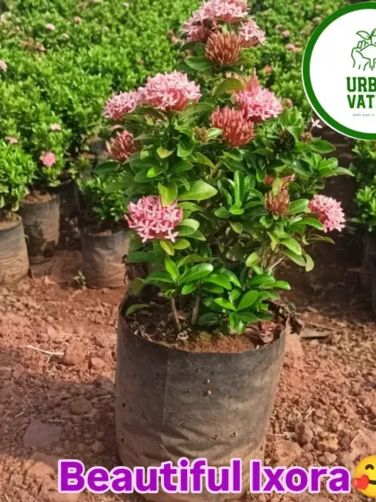 A healthy pink Ixora plant in a nursery bag, ready for planting.