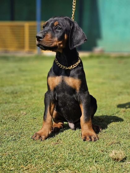 Zoella Dog Training - Puppy Foundation Training Welcome to the Pack! photo 13