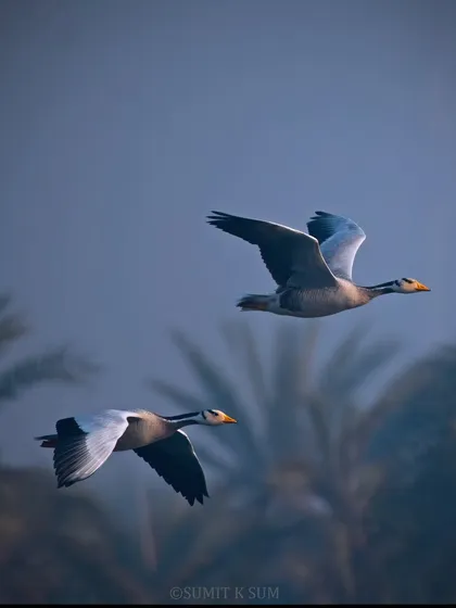 A pair of Bar-headed Geese flying in perfect sync, a beautiful example of the strong pair bonds these birds form.