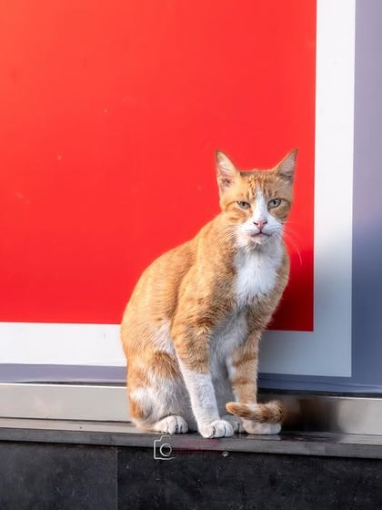 A ginger street cat posing with confidence against a bright red wall. They have so much character.