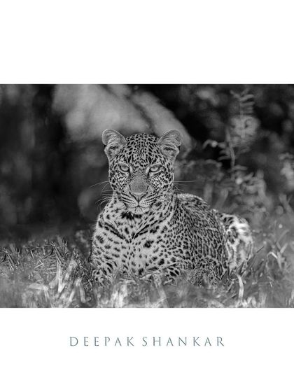 The elusive leopard, captured in a moment of quiet intensity. In black and white, its gaze is even more captivating, drawing you into its world of stealth and grace.