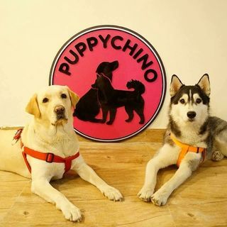 Puppychino