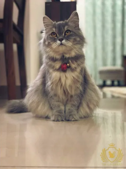 Meet one of the queens of our cattery. Her majestic posture and luxurious grey coat are a testament to the quality and care of our breeding cats. A healthy, happy parent is the first step to a healthy, happy kitten.