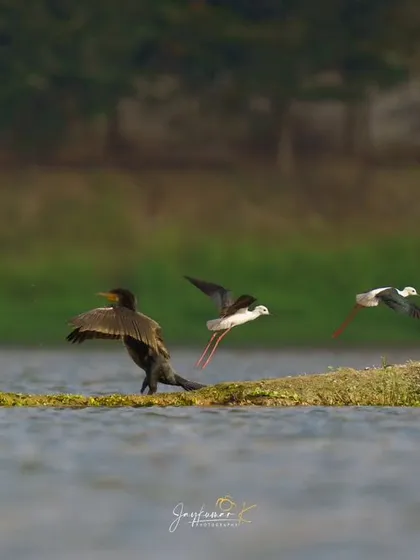 A cormorant and two Black-winged Stilts on a small island, with the stilts taking flight.
