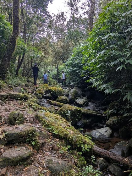 A trekker on the rocky, moss-covered trail of Kumara Parvatha.