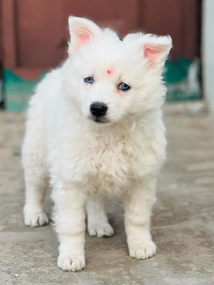 This little white pup with a bindi is a real heart-stealer. Its bright eyes show its intelligence.