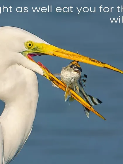 A Great Egret with its fishy breakfast. I use this image to pose a question about conservation: in a world of drying lakes and threatened habitats, the conversations between predator and prey become ever more poignant.