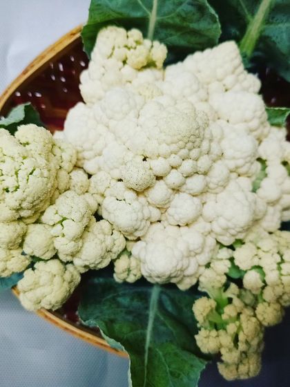 Different angles of our beautiful cauliflower, showing how perfectly it forms in a soil-free environment.