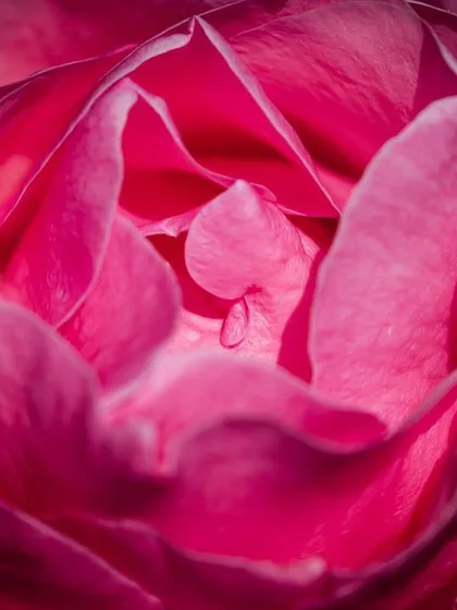 A macro view deep inside the petals of a pink rose from Manali. The soft light reveals a tiny water droplet at its heart, adding a touch of magic to the composition.