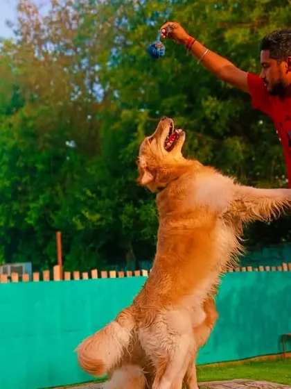 This Golden Retriever is reaching for the stars, or at least for his favorite toy. We love their playful spirit.