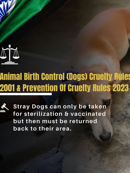 Kuddle - At-Home Veterinary Services Our Community: Advocacy & Heartwarming Stories photo 8