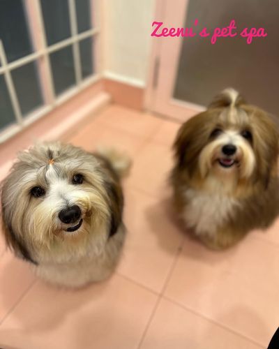 Dog Grooming & Spa