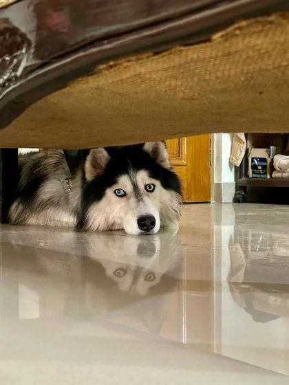 These additional photos showcase the variety of wonderful dogs I have the pleasure of caring for, each with their own unique charm and personality. From playful moments to quiet cuddles, every interaction is special.