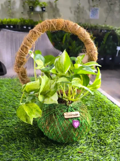 For Women's Day, we have a stunning array of plants to delight the special women in your life. From mini landscapes and terrariums to elegant potted plants, a green gift is a gift of life.
