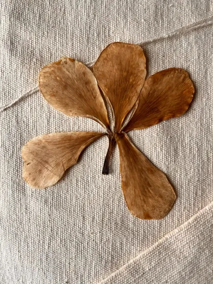 This is a dried and pressed flower resting on a piece of handwoven fabric. Preserving botanicals this way turns them into lasting treasures, perfect for framing and hanging on your wall as if your home is a natural history museum.