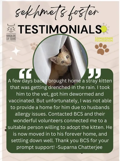 We are a foster-based rescue, which means our community is everything. Testimonials like this one, from someone who found a stray and trusted us to find it a loving home, showcase the network of care we've built together. It truly takes a village.