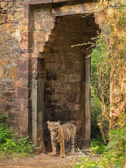Capturing a tiger framed by a historic Darwaza (gateway) in Ranthambore is an iconic shot I always aim for. It combines wildlife with history and culture, creating a unique and powerful narrative.
