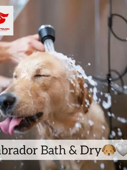 This Labrador is clearly enjoying its bath. I make sure the water temperature is perfect and the experience is relaxing.