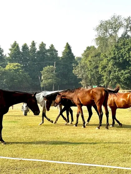 A group of our horses enjoying the open pasture. This scene captures the essence of our farm: a place of freedom, fresh air, and natural living for all animals in our care.