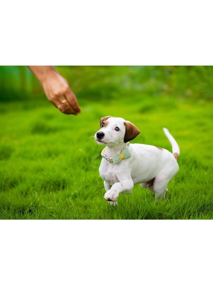 Go for it! A hand offers a treat, and the little indie pup leaps forward in anticipation. This is a great way to capture energetic and food-motivated pets.