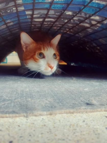 Helloooo... A curious ginger cat peeking out from his hiding spot.