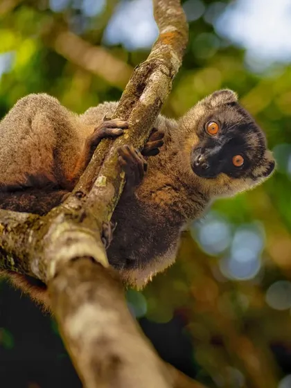 A common brown lemur, photographed in Madagascar. While named "common," many lemur species are threatened, and my work aims to document the full range of this unique primate family.
