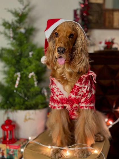 Posto in his Santa hat, looking like the most well-behaved boy on Santa's 'nice' list.