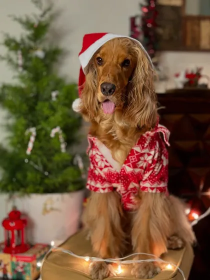 A classic Christmas portrait of Posto in his Santa hat and festive shirt.