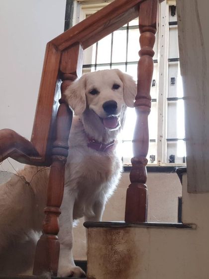 The Urban Dawg - Dog Training & Behavior Modification A Home Away From Home photo 6