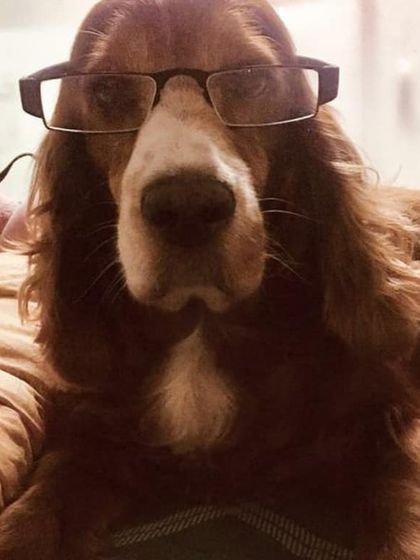 Petspace - Dog Boarding Our Pack Through the Years photo 48