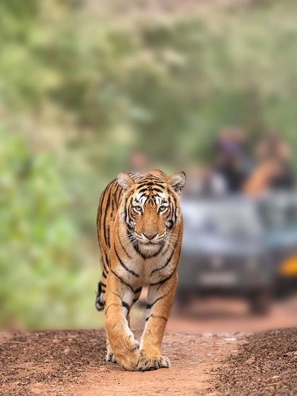 Ranthambore: Land of Legendary Tigers photo 5