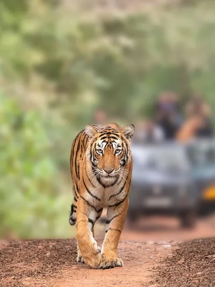 The famous tigress Arrowhead on the fort back road, with a safari jeep in the background. This image shows the reality of tiger tourism and the importance of ethical photography practices to coexist with these animals.