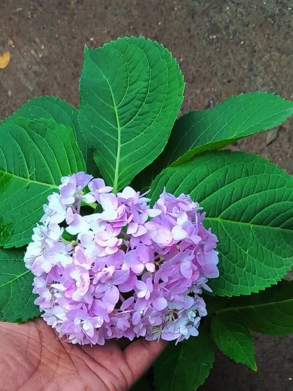 Flowering Beauties photo 9