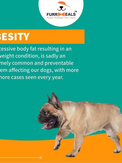 One in every two dogs in India is overweight. This guide shows you the signs of obesity, lists the breeds most prone to it, and explains the serious health risks involved. Knowledge is the first step to prevention.