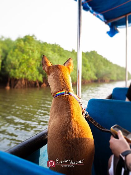 Pragalbh - Fine Art Pet Photography The Heart of the Street: Indie Dogs & Rescues photo 10