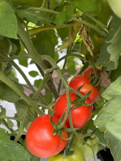 These Roma tomatoes are perfect for processing, a variety we recommend for specific commercial goals.