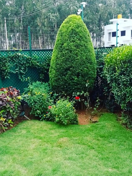 This beautifully sculpted topiary serves as the centerpiece of a small garden. Our regular pruning and maintenance services ensure such features remain the highlight of your landscape.