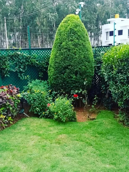 A garden we maintain in Chandapura, featuring a large topiary and healthy lawn, months after the initial setup.