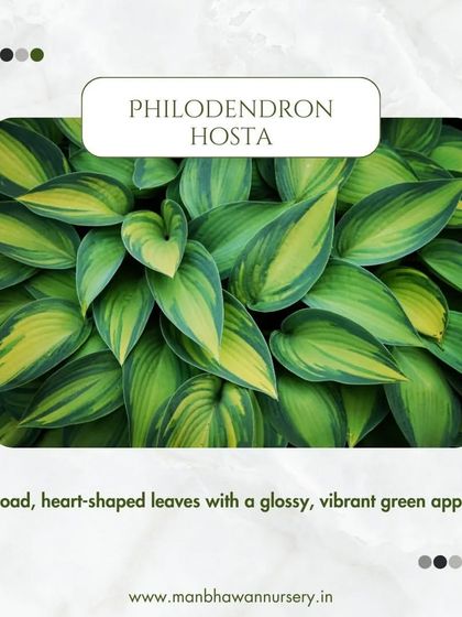 The Philodendron Hosta features lush, broad, heart-shaped leaves with a glossy, vibrant green appearance. It's a true showstopper.
