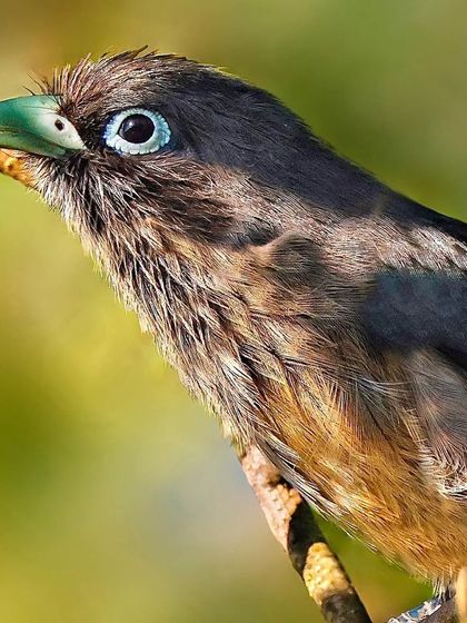 A portrait of the elusive Blue-faced Malkoha. The shot highlights its most striking feature: the bare, bright blue skin around its eye, which gives the bird its name.